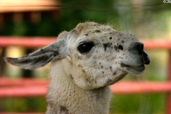 Llama at Woolaroc Ranch. Bartlesville, OK.