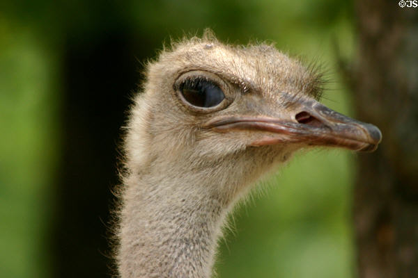 Ostrich at Woolaroc Ranch. Bartlesville, OK.