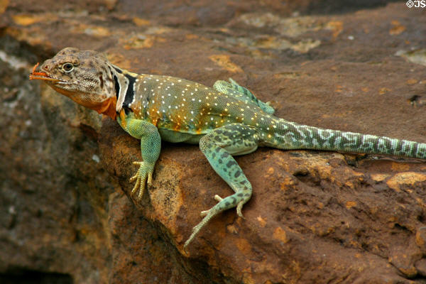Green & yellow lizard at Woolaroc Ranch. Bartlesville, OK.