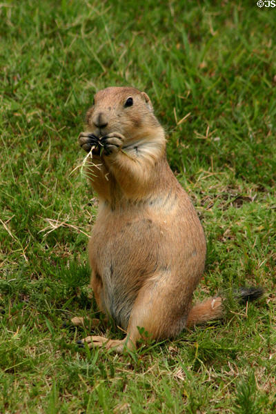Black-tailed prairie dog at Woolaroc Ranch. Bartlesville, OK.
