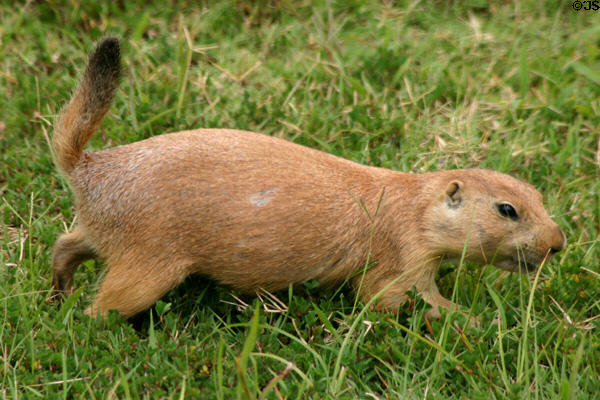 Black-tailed prairie dog at Woolaroc Ranch. Bartlesville, OK.