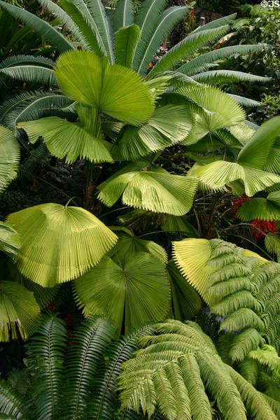 Primitive plants in Crystal Bridge Tropical Conservatory of Myriad Botanical Gardens. Oklahoma City, OK.