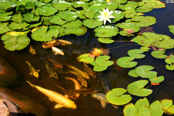 Lilly pond in gardens of National Cowboy Museum. Oklahoma City, OK.