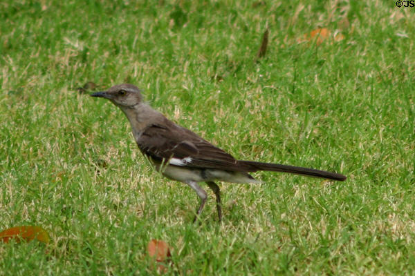 Mockingbird (<i>Mimus polyglottos</i>). Tulsa, OK.