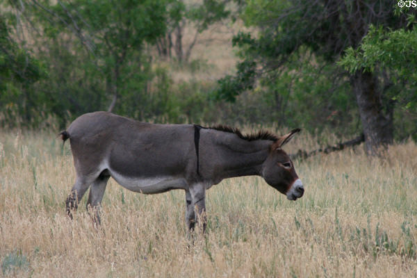 Feral burros at Custer State Park. SD.