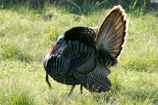 Wild Turkey (<i>Meleagris gallopavo</i>) male in profile at Aransas National Wildlife Refuge. TX.