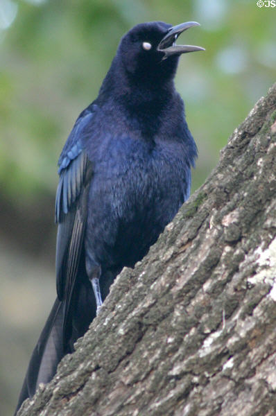 Grackle. TX.