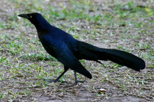 Grackle. TX.
