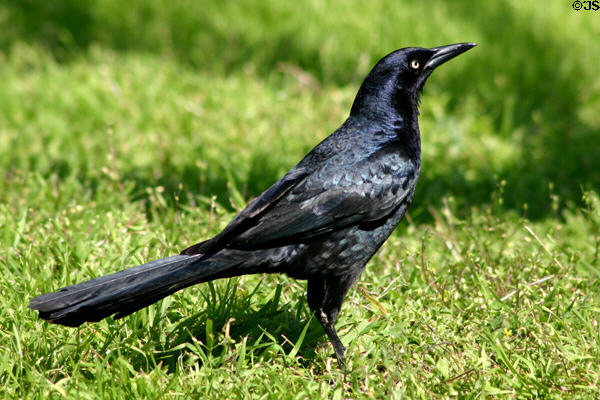 Grackle. TX.