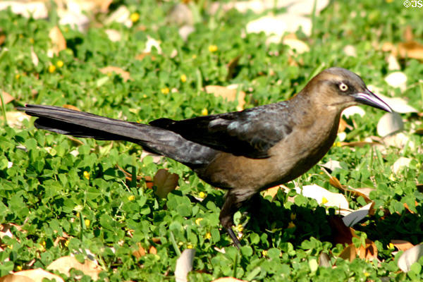 Female Grackle. TX.