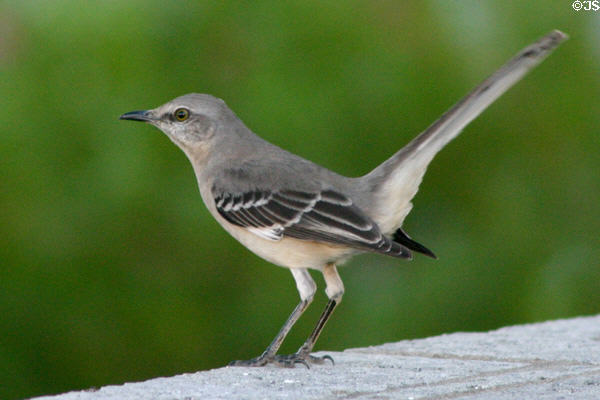 Mockingbird (<i>Mimus polyglottos</i>). TX.