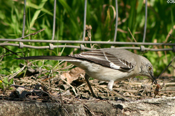 Mockingbird eating frog. TX.
