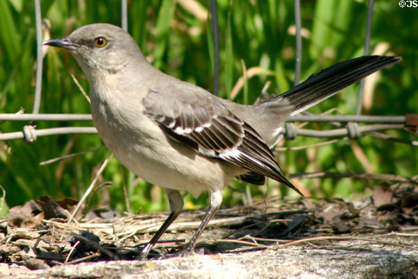 Mockingbird. TX.