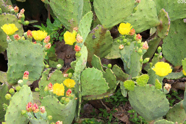 Flowering cacti at Mission San Juan Capistrano. San Antonio, TX.