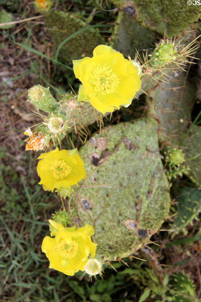Cactus flowers at Pioneer Village. Gonzales, TX.