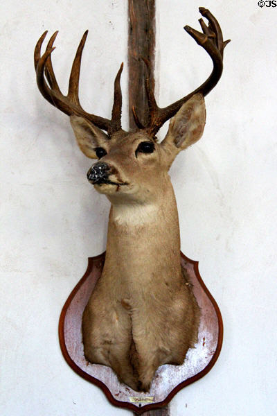Deer head with antlers inside Star Exchange at Conservation Plaza. New Braunfels, TX.