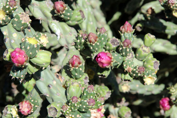 Flowering cactus at Conservation Plaza. New Braunfels, TX.