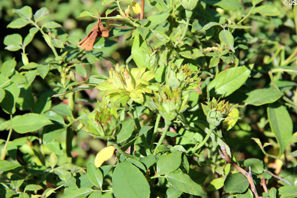 Green Rose flower prior to 1845 at Conservation Plaza. New Braunfels, TX.