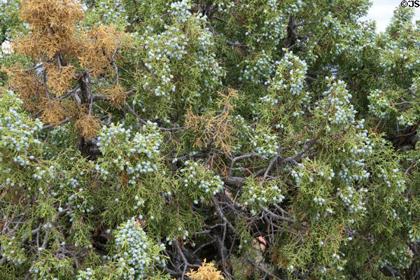 Berries on bush at Arches National Park. UT.