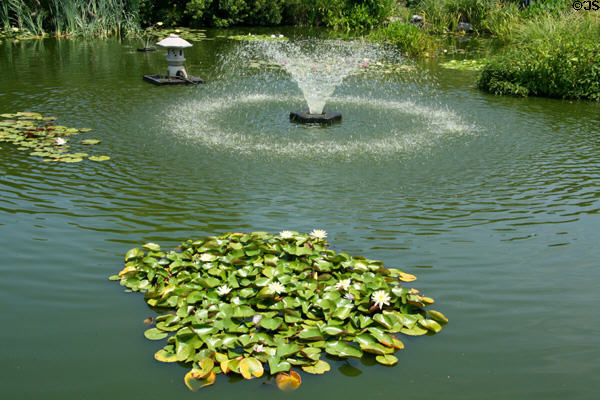 Water lilly pond at Taiwan Friendship Pavilion. Norfolk, VA.