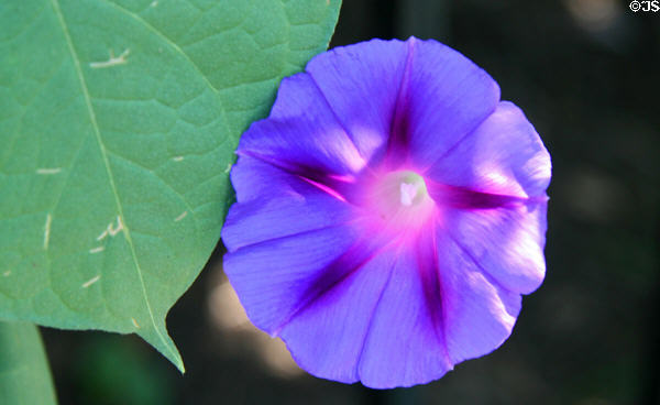 Morning Glory. Leesburg, VA.