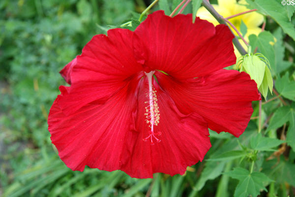 Hibiscus in garden at Oatlands. Leesburg, VA.