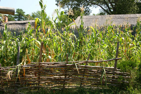 Native corn & fence outside James Fort stockade of Jamestown Settlement replica. Jamestown, VA.