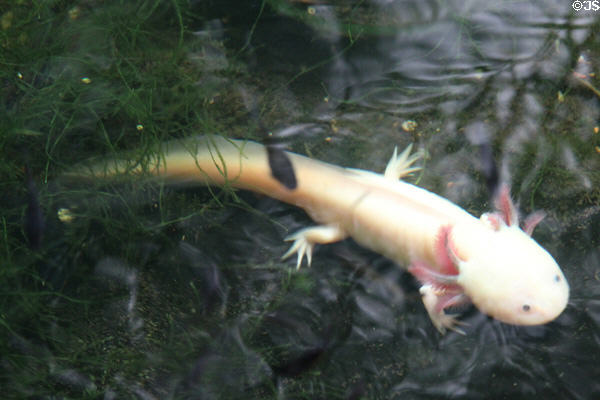 Axolotls salamander in C. Fred Edwards Conservatory at Huntington Museum of Art. Huntington, WV.