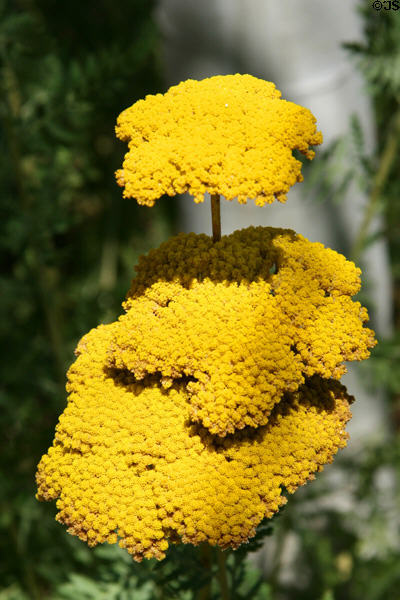 Tall Yellow Yarrow (<i>Achillea filipendulina</i>) at Buffalo Bill Center of the West. Cody, WY.
