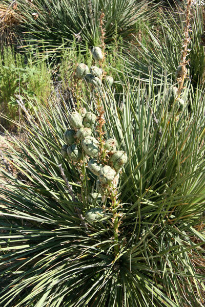 Succulents at Scotts Bluff National Monument. WY.