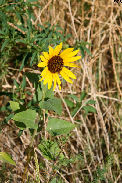 Wildflower at Scotts Bluff National Monument. WY.