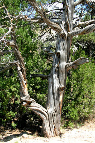 Twisted tree trunk near Oregon Trail wagon wheel ruts. WY.