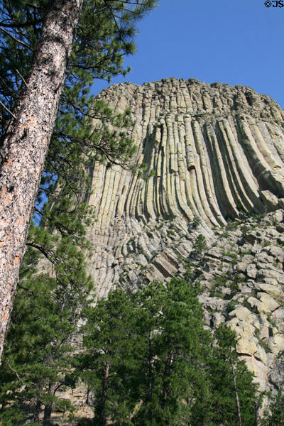 Devils Tower framed by pine tree. WY.