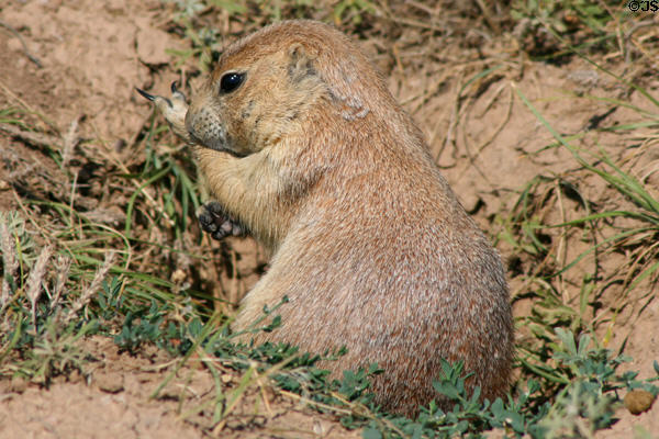 Preening Blacktail Prairie Dog at Devils Tower. WY.