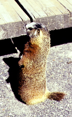 Yellow-Bellied Marmot in Yellowstone National Park. WY.