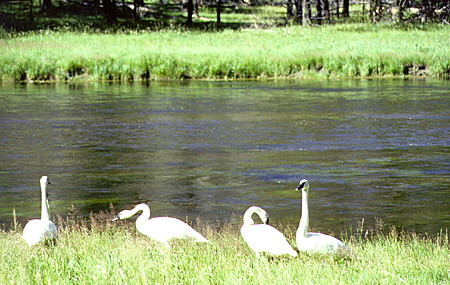 Trumpeter swans in Yellowstone National Park. WY.