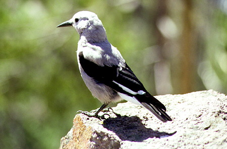 Clark's Nutcracker bird in Yellowstone National Park. WY.