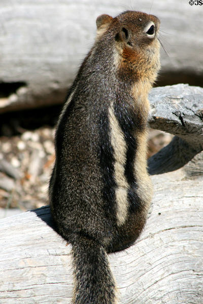 Golden-mantled Ground Squirrel (<i>Spermophilus lateralis</i>) at Yellowstone National Park. WY.