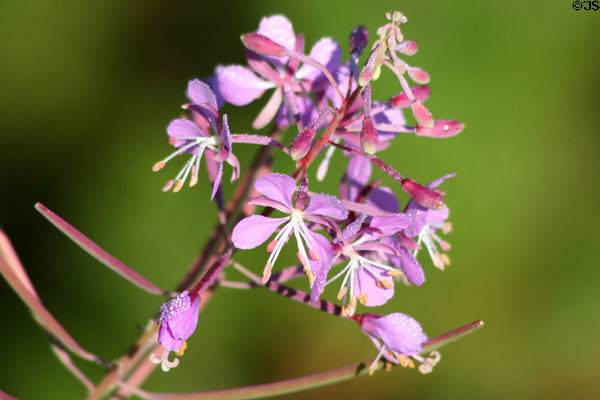 Wild flowers at Yellowstone National Park. WY.