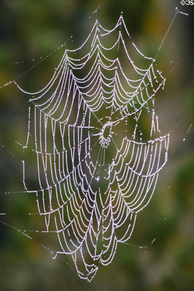 Spider web with dew drops at Yellowstone National Park. WY.