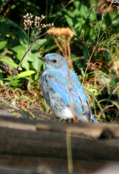 Mountain blue bird (<i>Sialia currucoides</i>) at Yellowstone National Park. WY.