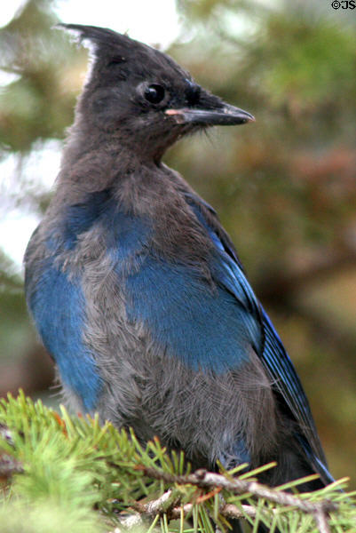 Steller's Jay (<i>Cyanocitta stelleri</i>) at Yellowstone National Park. WY.