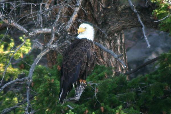 Bald Eagle (<i>Haliaeetus leucocephalus</i>) at Yellowstone National Park. WY.