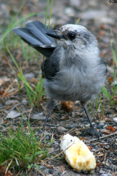 Gray Jay (<i>Perisoreus canadensis</i>) at Yellowstone National Park. WY.