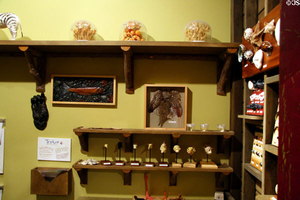 Children's discovery section of National Wildlife Museum of Art. Jackson, WY.