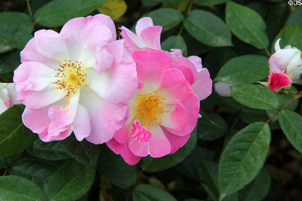 Tea rose in St Fagans Castle gardens. Cardiff, Wales.
