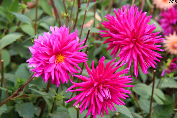 Dahlia in St Fagans Castle gardens. Cardiff, Wales.