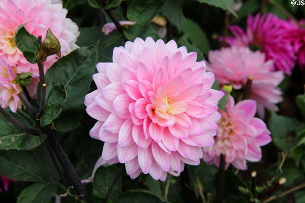 Dahlia in St Fagans Castle gardens. Cardiff, Wales.
