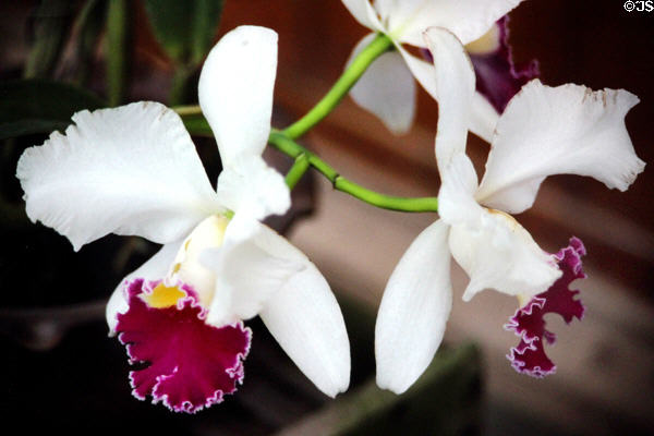 Orchids. Bali, Indonesia.