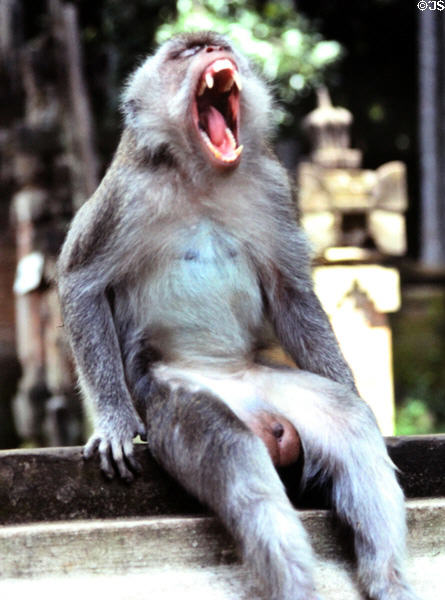 Monkey at Balinese temple. Bali, Indonesia.